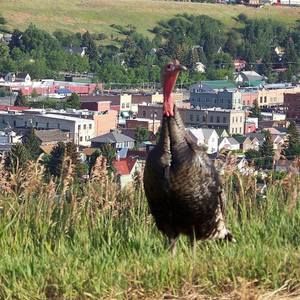 Meet your Posher, Cheri